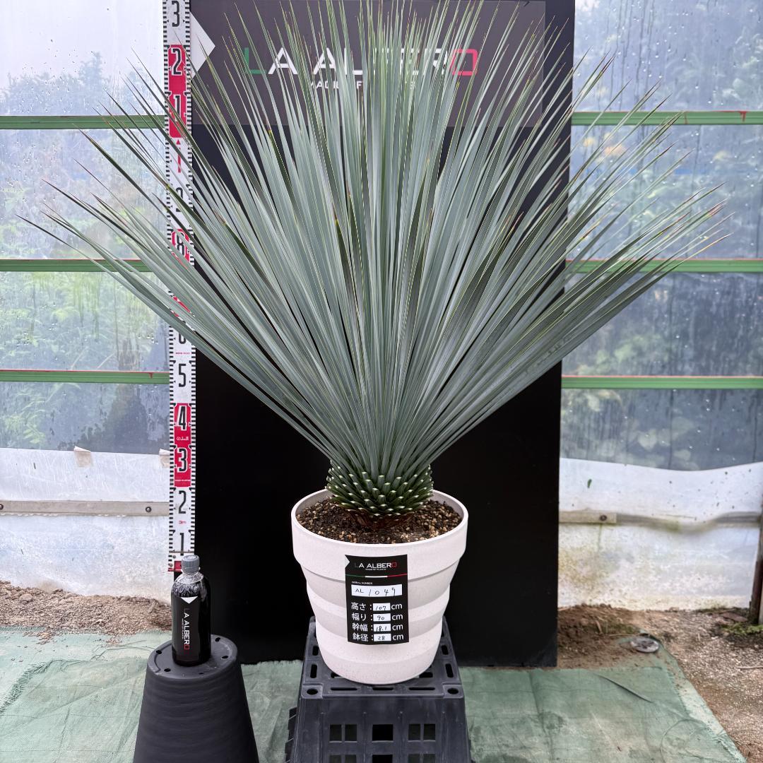 AL1049】ユッカ ロストラータ ランチョブルー 数量限定販売 - メルカリ