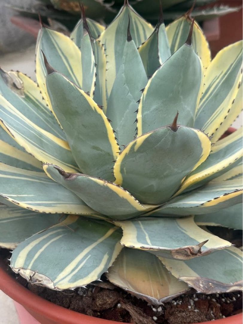 激レア最高級株！発根済み！オリザバ②極上株！アガベ 根付き