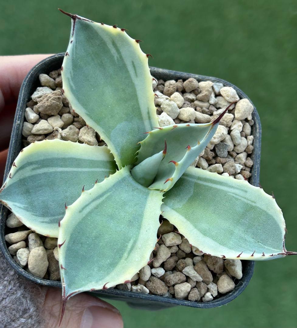 激レア最高級株！発根済み！オリザバ②極上株！アガベ 根付き