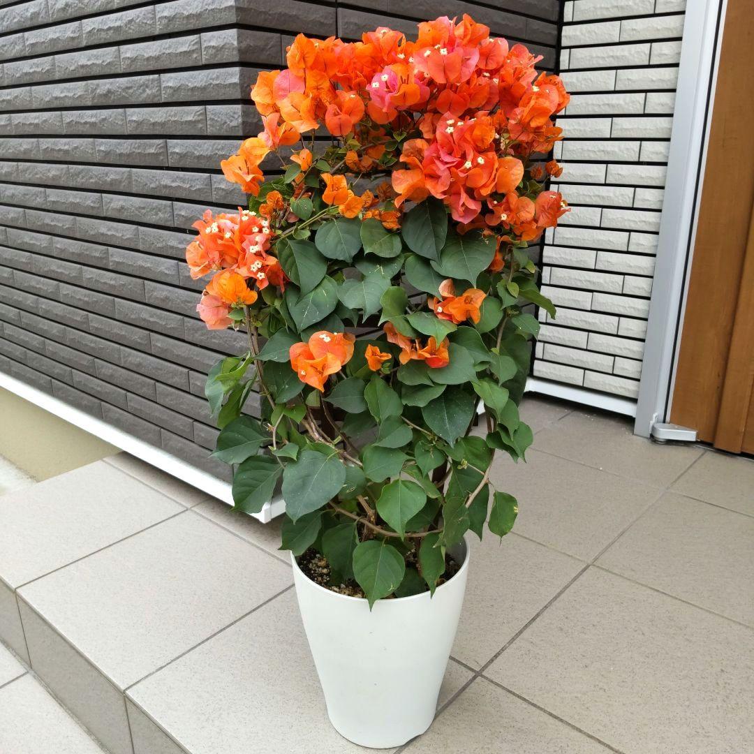 現品】ブーゲンビリア ブーゲンビレア カリフォルニアオレンジ 7号鉢