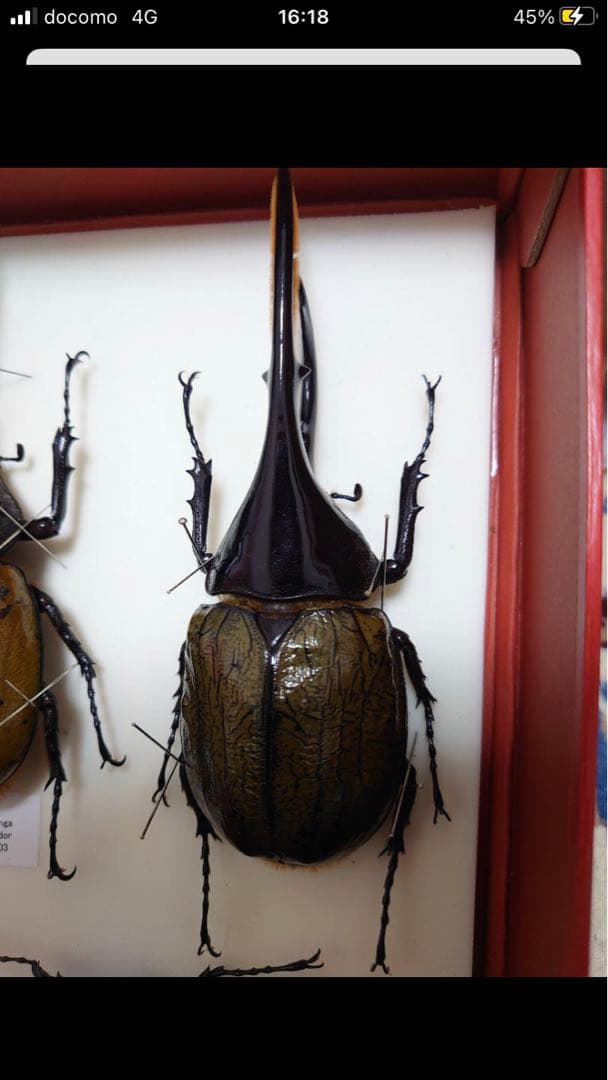 最終値下げ】大型ヘラクレスリッキー標本145mm（ブルー系） - メルカリ