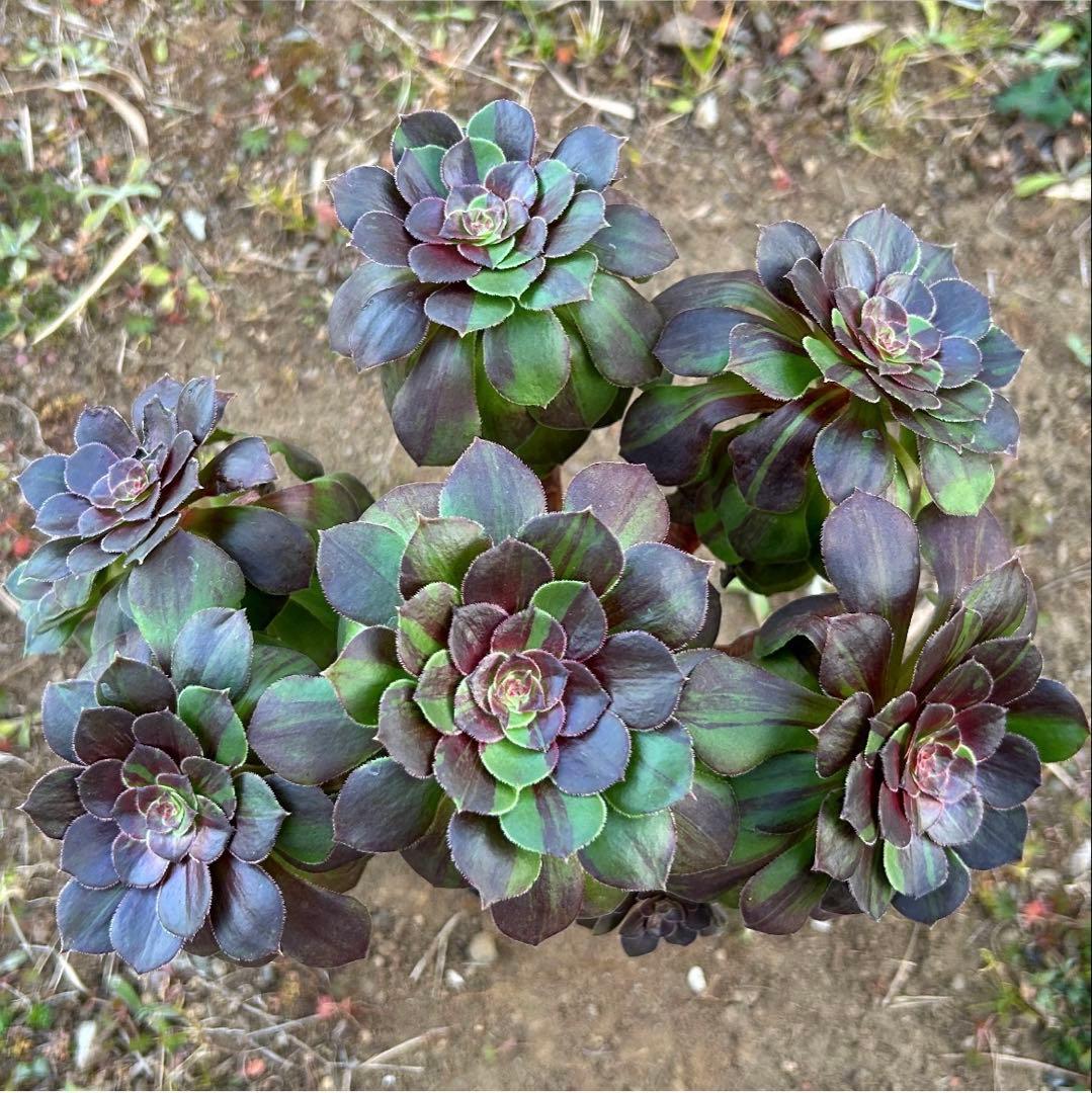 専用出品‼️アエオニウム　ゴースト　魅影変異七彩‼️ 法師錦　美斑　抜き苗