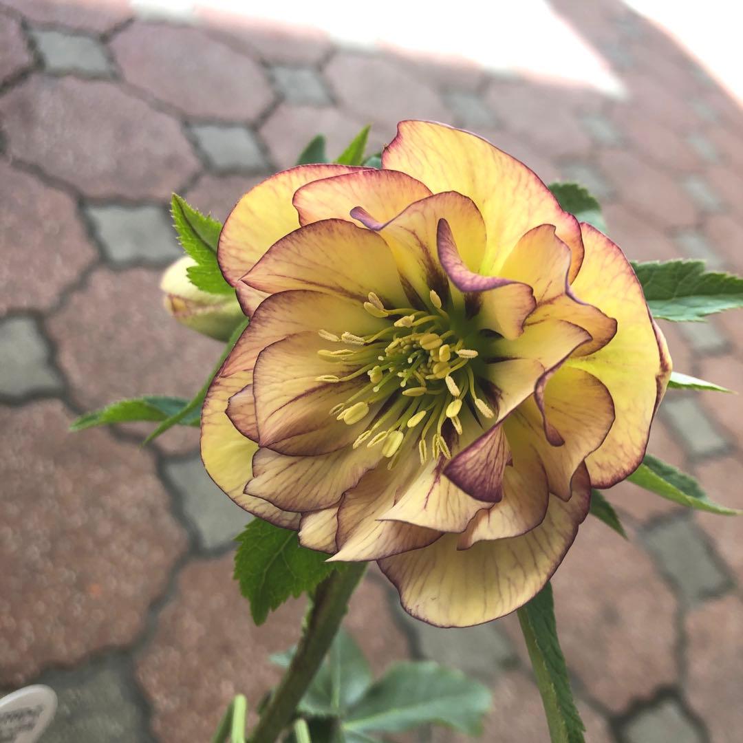 新春大特価 クリスマスローズ 八重 5種セット 平田園芸 花付き現品発送