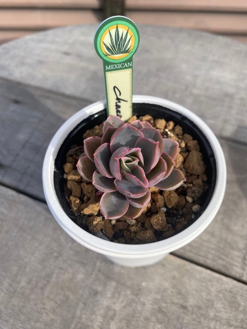 ラスト 原種 チャザロイ Chazaroi エケベリア 多肉 - メルカリ