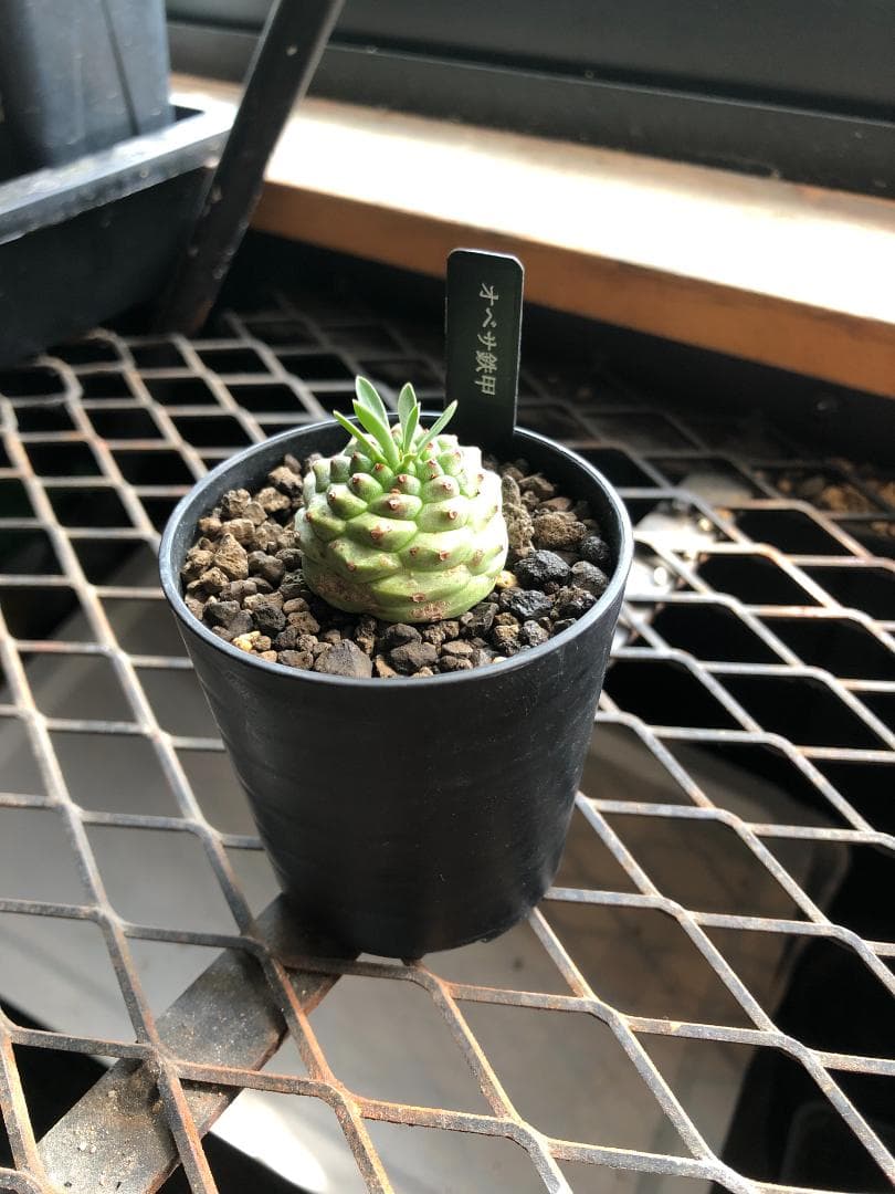 オベサ鉄甲④ 実生 2022年頃 播種 良型 フーフォルビアオベサ♀✕鉄甲