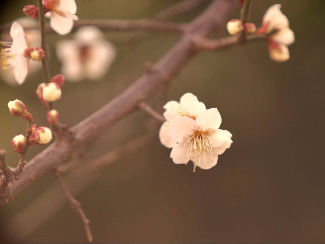 希少❗️業務用レンズFAX-KOWA 1:4.5/112B を改造　日本の興和製