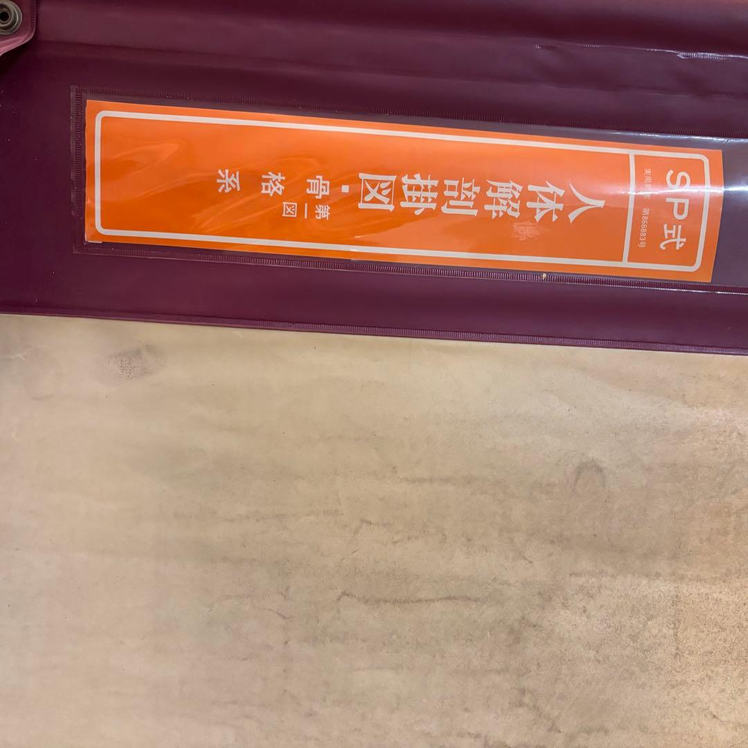 人体解剖図 白骨 人体模型 ヴィンテージ アート アンティーク - メルカリ