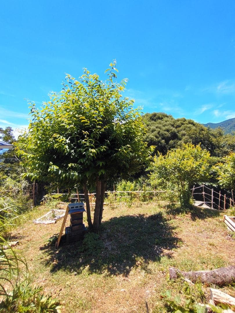 k*o様 日本蜜蜂重箱式巣箱（自然入居＆営巣実績有・中古）5段・すのこ