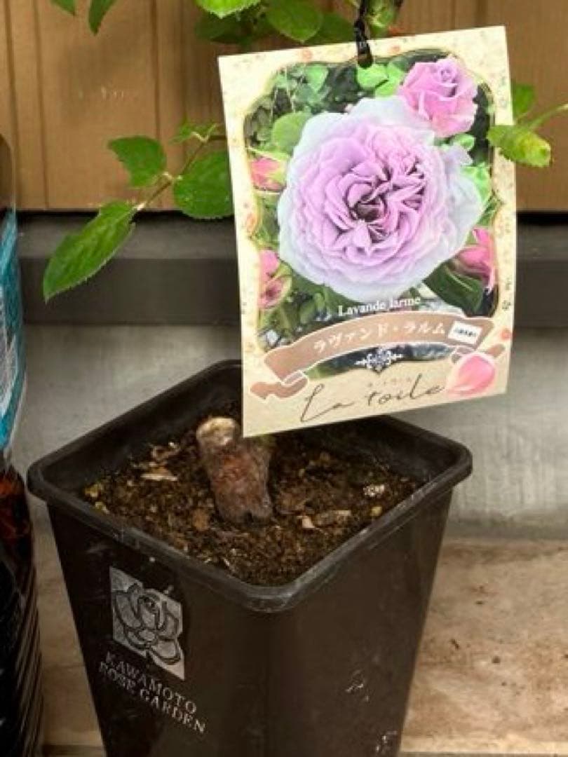 正規品接木バラ苗】河本 新品種ラヴァンドラルム ラベル付き （新苗