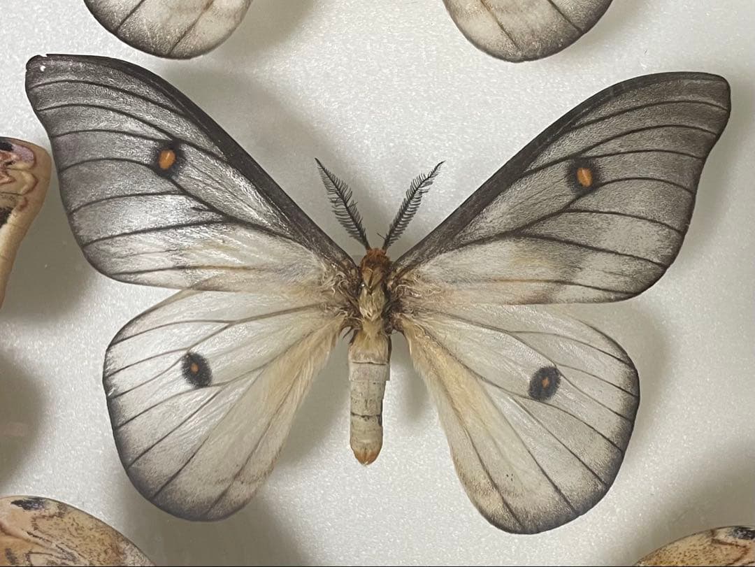 カ*様 蝶 蛾 標本 アポロヤママユ　① カ*様 蝶 蛾 標本 アポロヤママユ ① カ*様 蝶 蛾 標本 アポロヤママユ