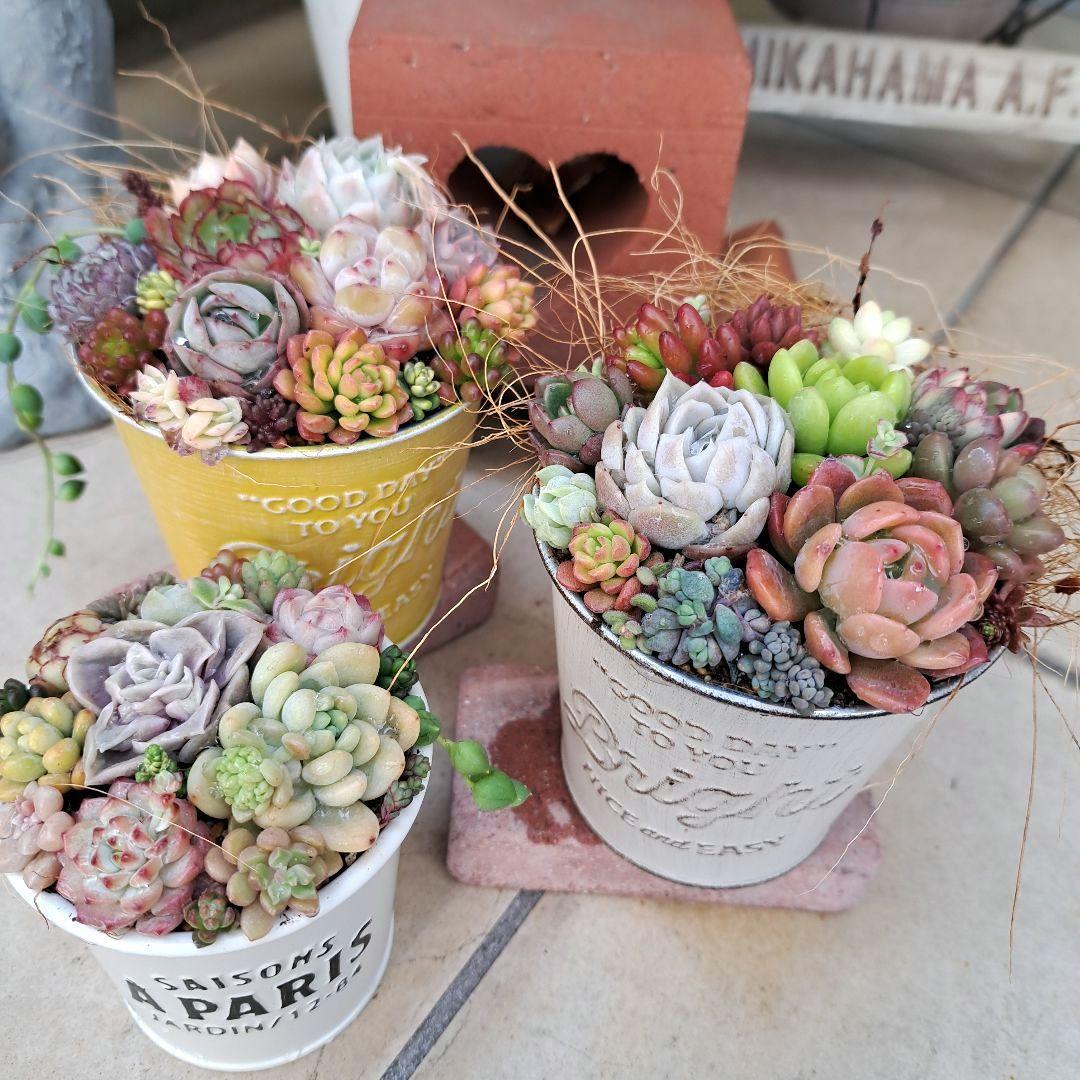 多肉植物寄せ植え❤プリプリ3点セット❤ - メルカリ