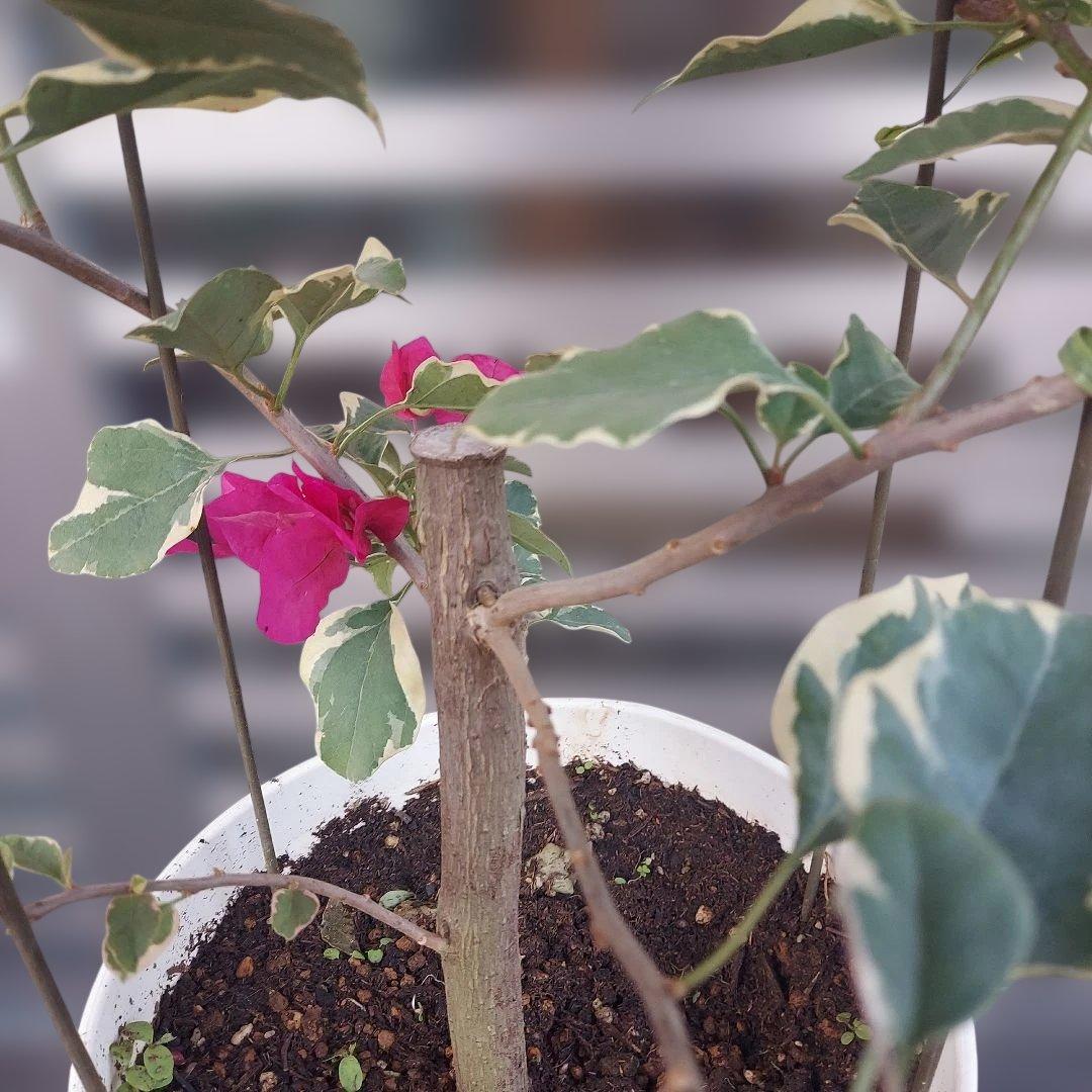 ブーゲンビリア斑入り No51 らくらくメルカリ便発送‼️