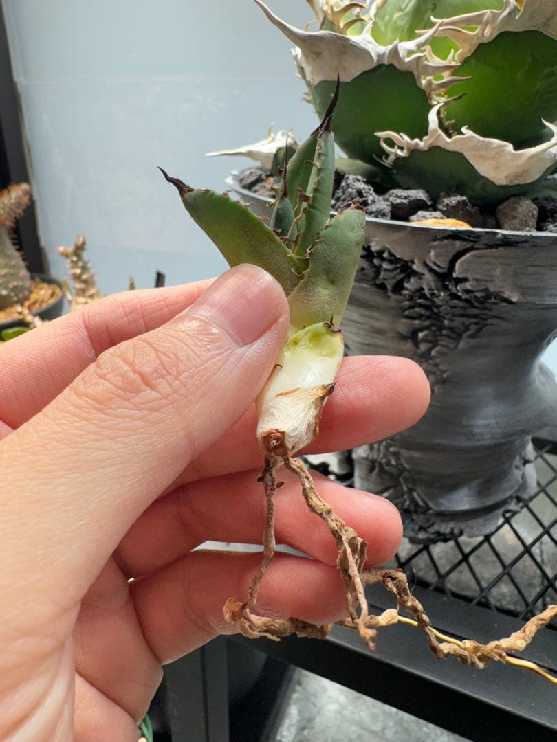 S*x様 アガベ・チタノタ・【特選】オテロイ 実生選抜株 - アガベ安く