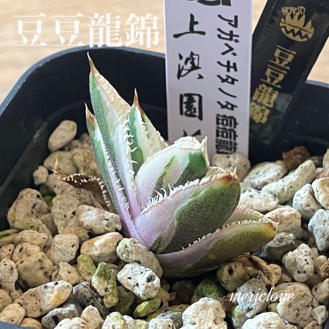 速達【鉢ごと発送】希少 アガベ チタノタ 豆豆龍錦 覆輪斑 TC 安定株
