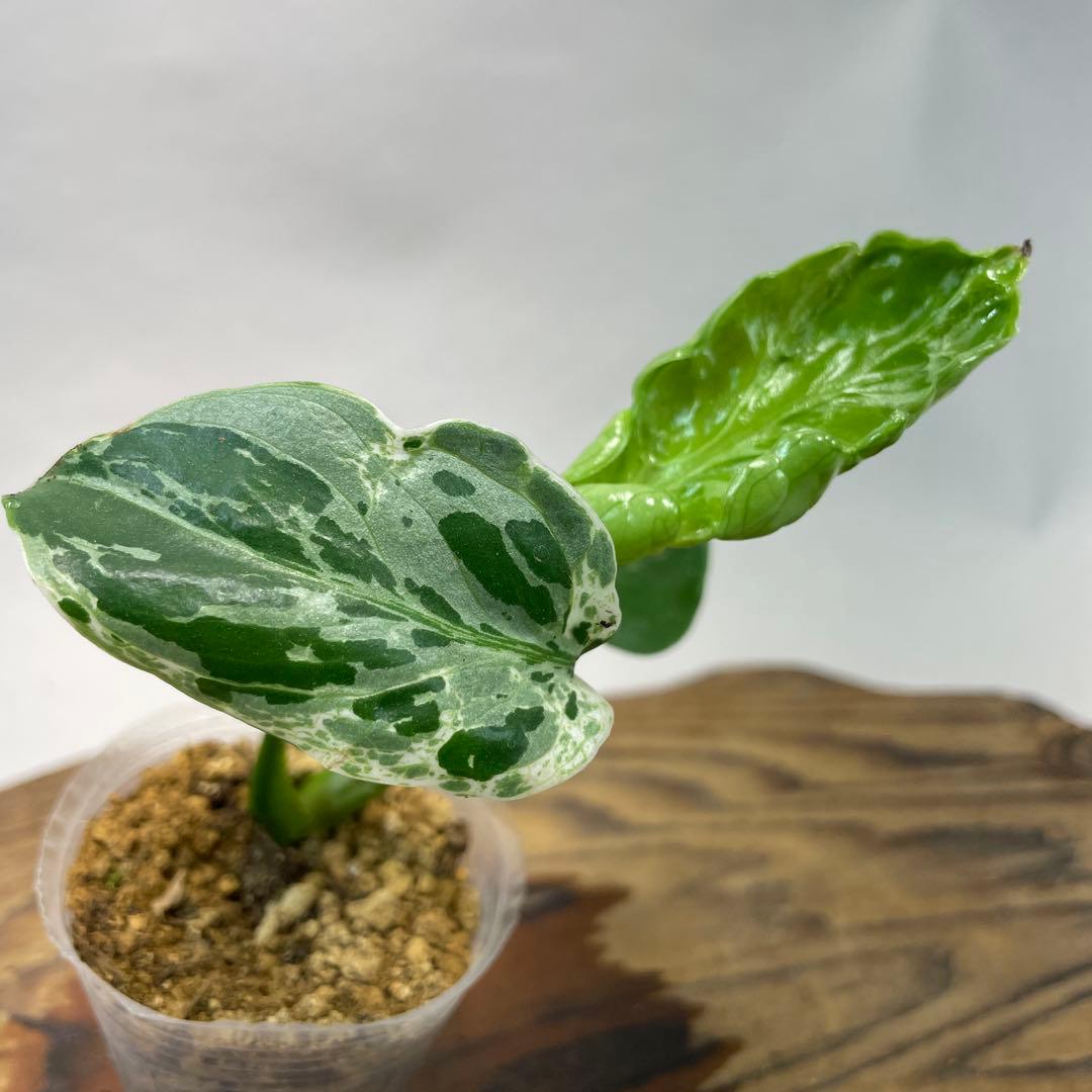 リ*イ様 a 36品種保証！斑入り保証Bulbasaurモンステラ バルバソー q19品種保証！斑入り保証！Bulbasaurモンステラ バルバソー フシギダネ