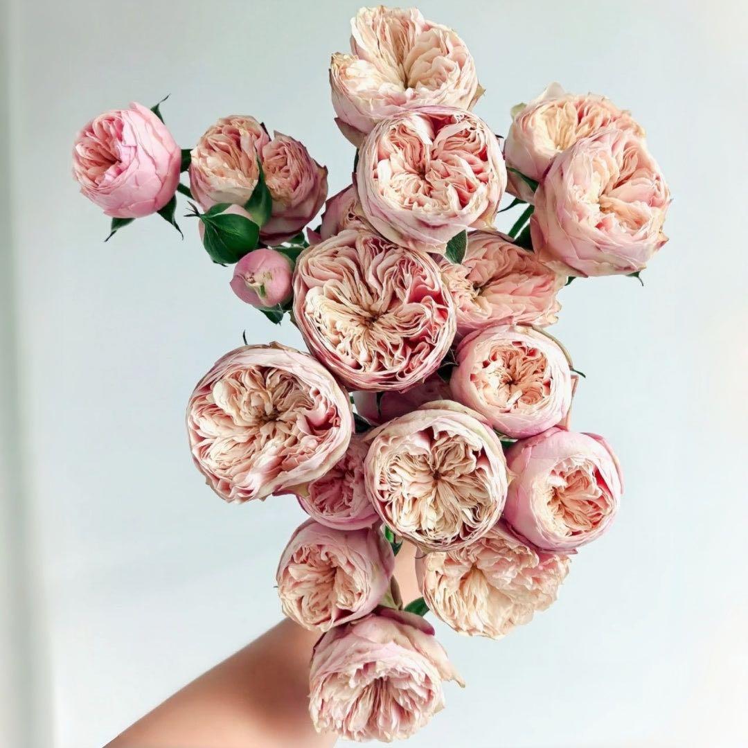 バラ苗　切りバラ苗　R♡yal blush バラ苗 2025年バラ苗予約販売】南部ざくら | 花＆グリーン 通販