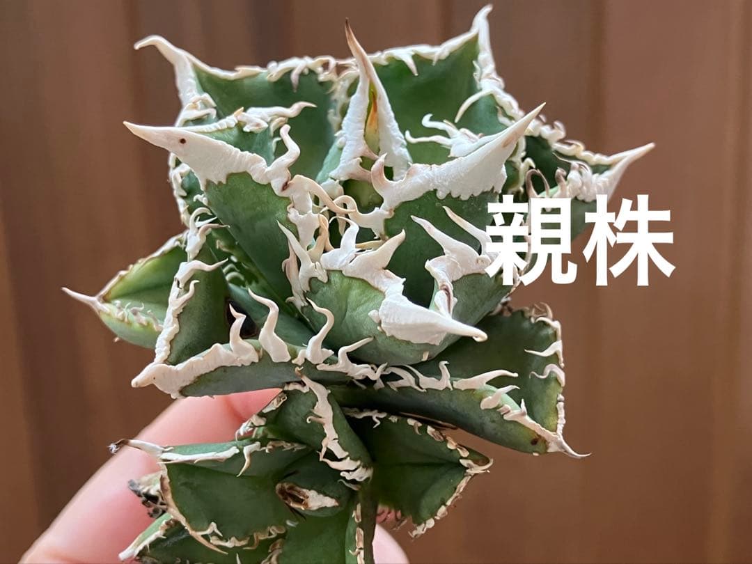 ノ*ツ様 【オークション】匿名配送　子株2株　有望　アガべ　白豪刺　OC【親株写