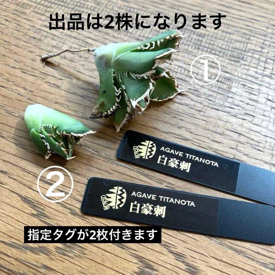 ノ*ツ様 【オークション】匿名配送　子株2株　有望　アガべ　白豪刺　OC【親株写