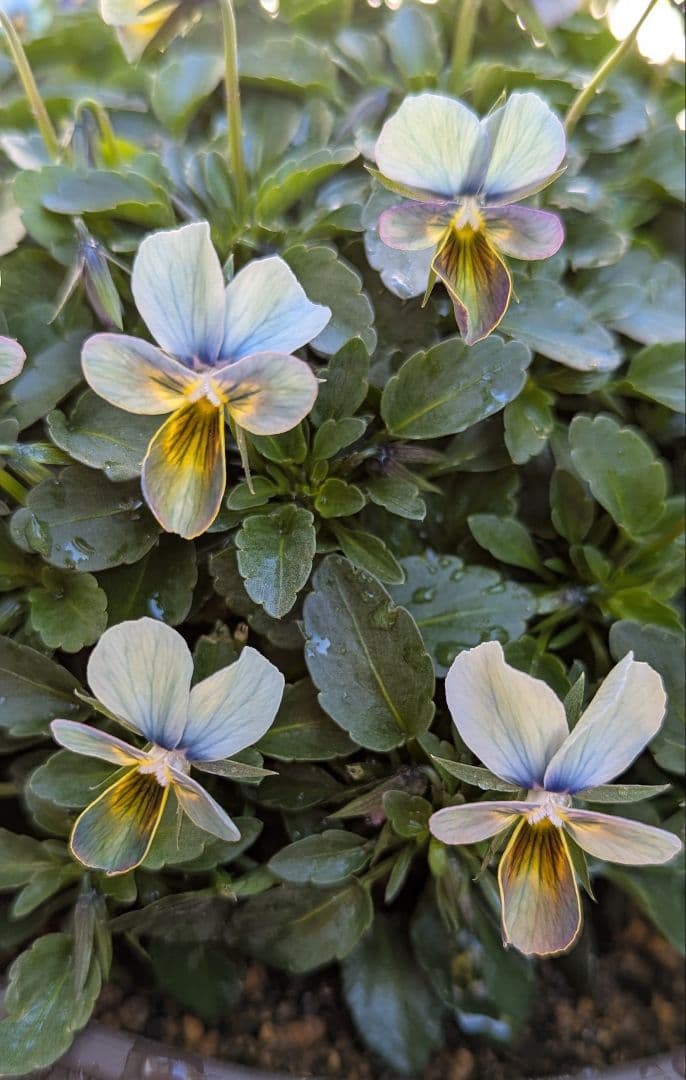 大人気 【すみれ図鑑】 入手困難 ☆鉢ごと発送♪