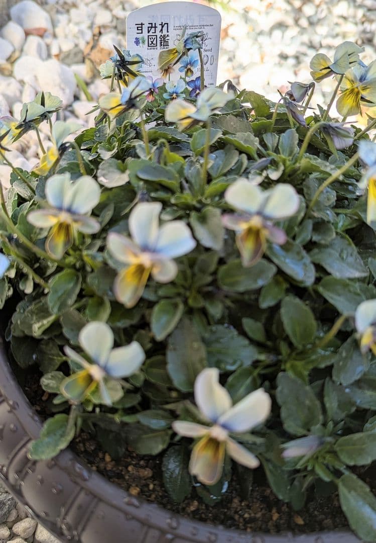 大人気 【すみれ図鑑】 入手困難 ☆鉢ごと発送♪