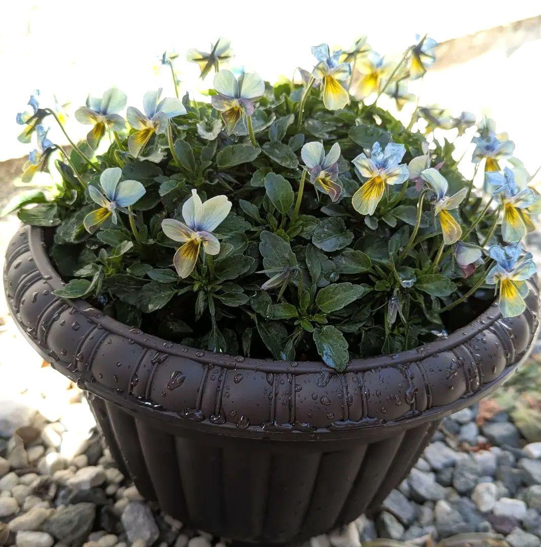 大人気 【すみれ図鑑】 入手困難 ☆鉢ごと発送♪