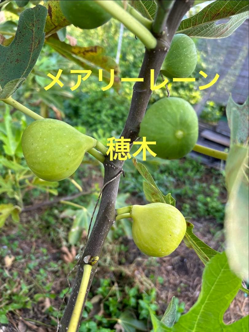 イチジク穂木 - メルカリ