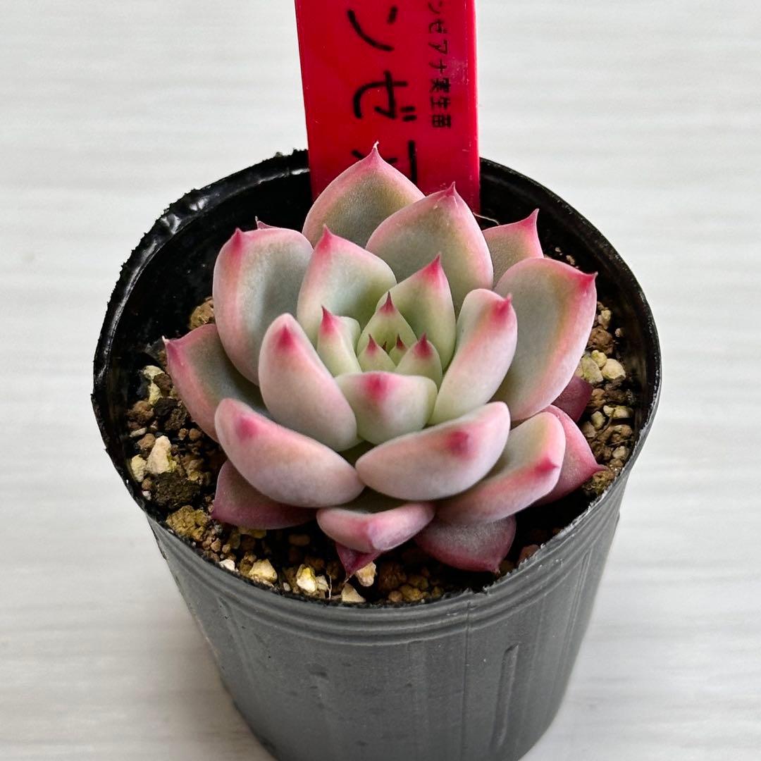 多肉植物 臼田リンゼアナ 実生苗 ポットごと発送いたします！ - メルカリ