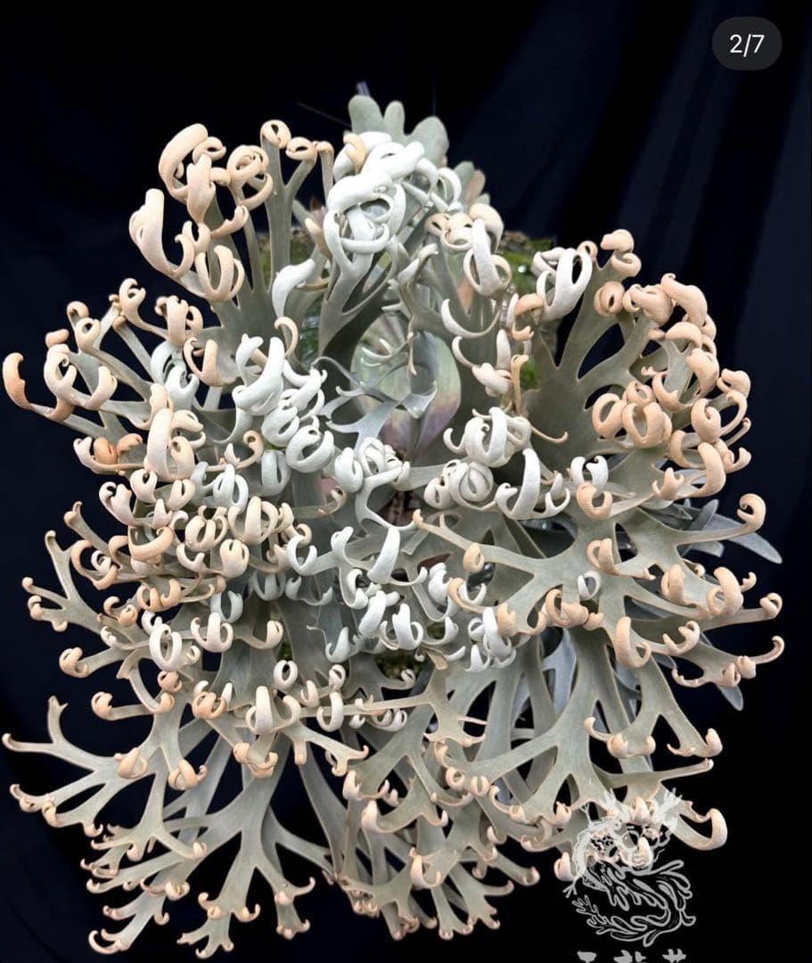 P. willinckii \"Padparadscha\" 親株