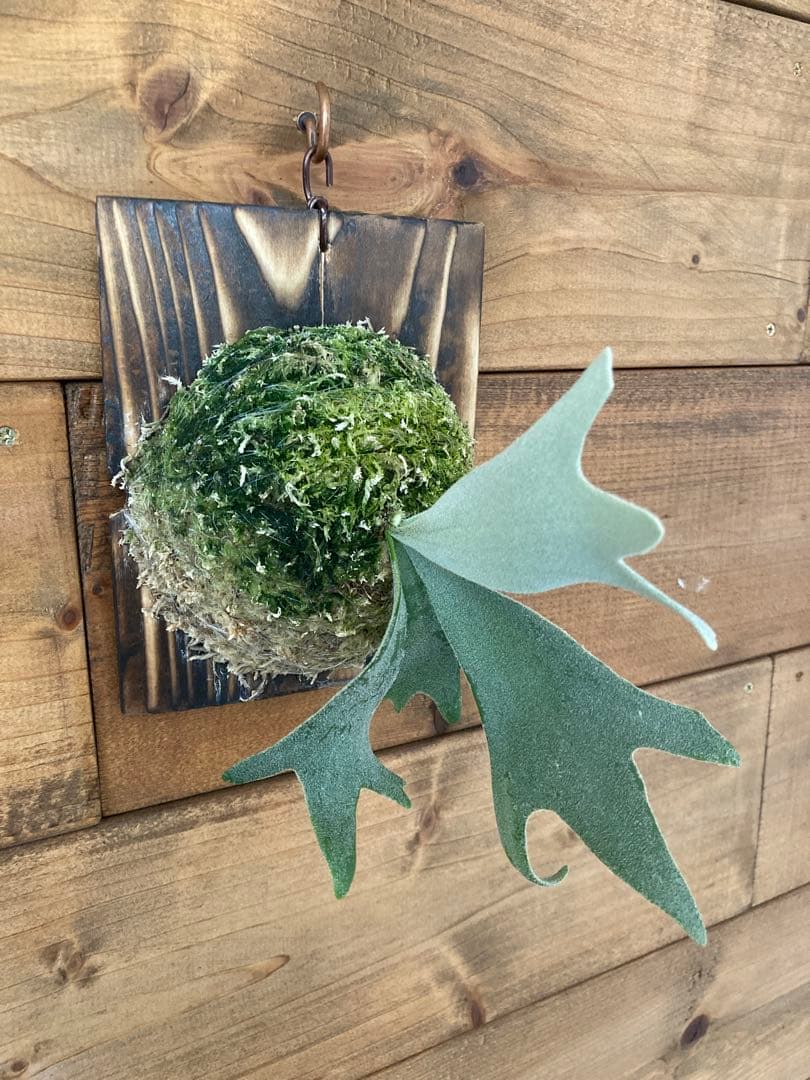 ビカクシダ ウィリンキー \"セーラーマーズ\" oc