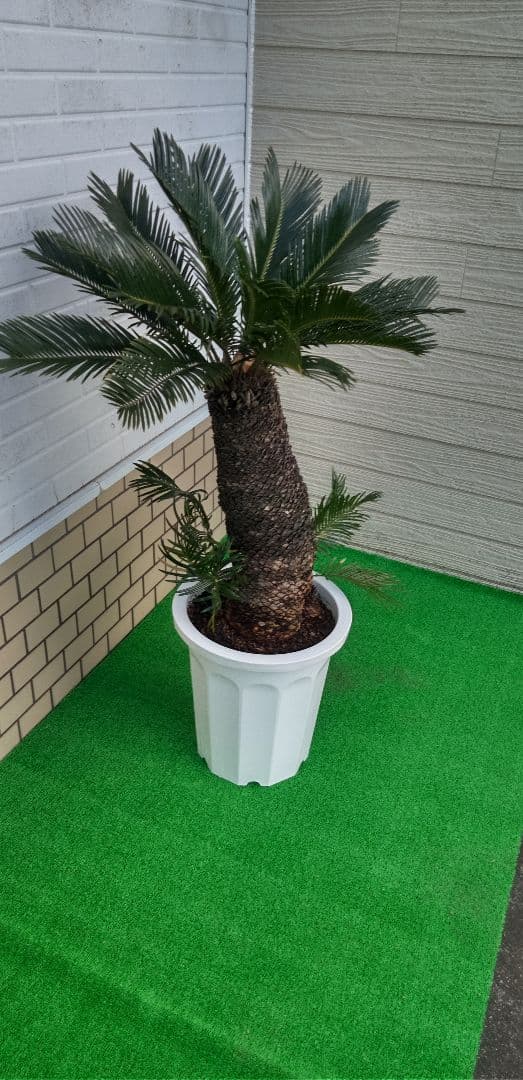 m*️様 ソテツ 高さ(鉢底から)1.05メートル 10号プラ鉢