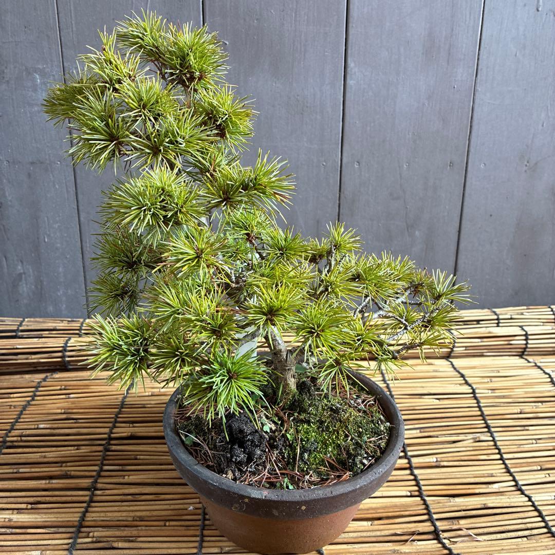 ☆盆栽☆ 赤石五葉松【Y-31】9年物 ☆愛媛県より発送☆ - メルカリ