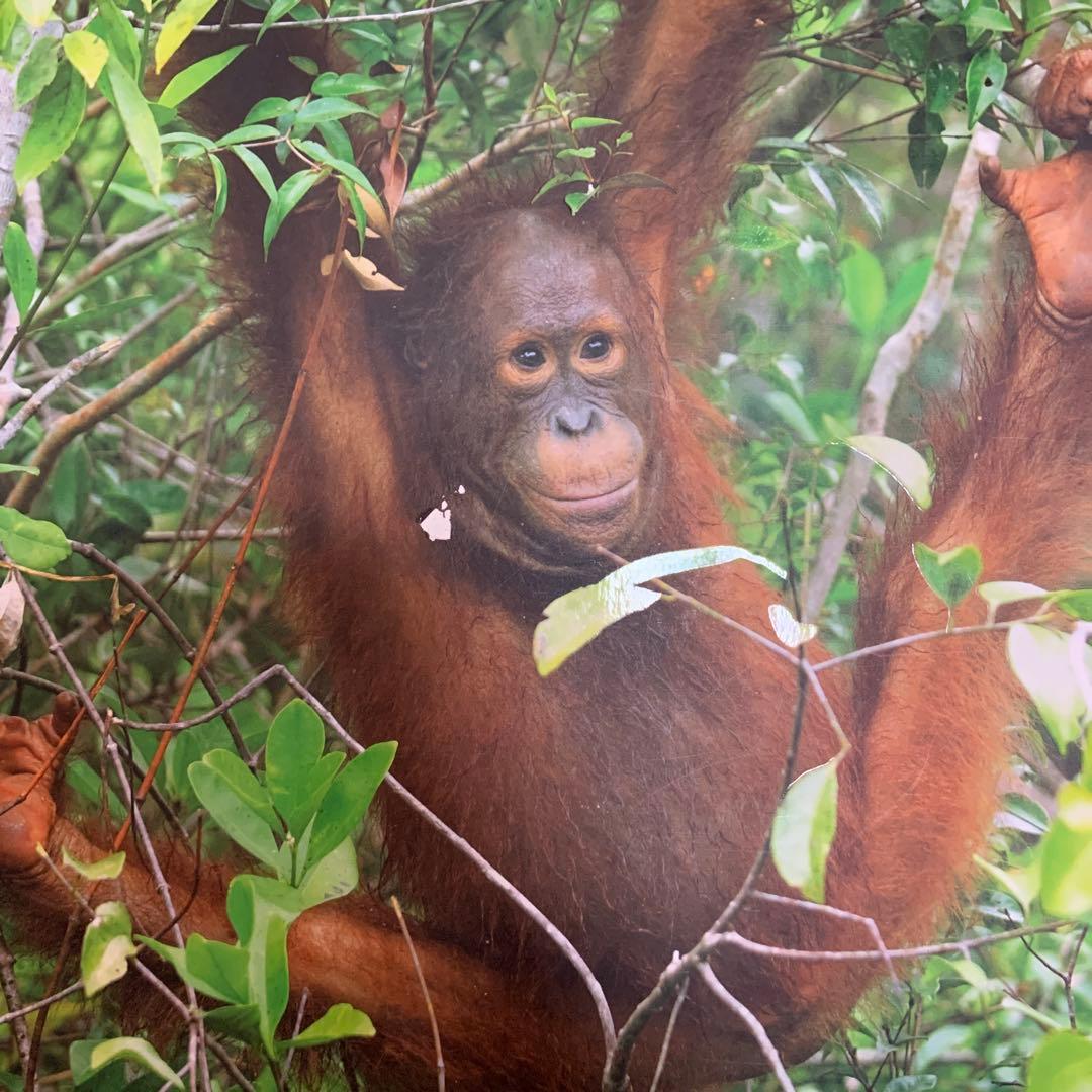 フレーベル館 キンダー しぜん 37冊＋おまけ4冊 合計41冊