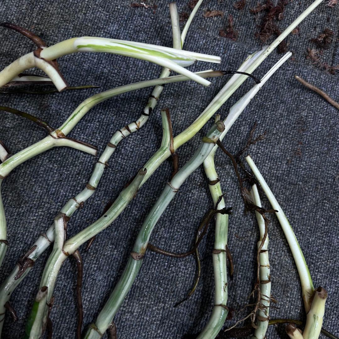 斑入りモンステラホワイトタイガー茎8株おまとめ - メルカリ