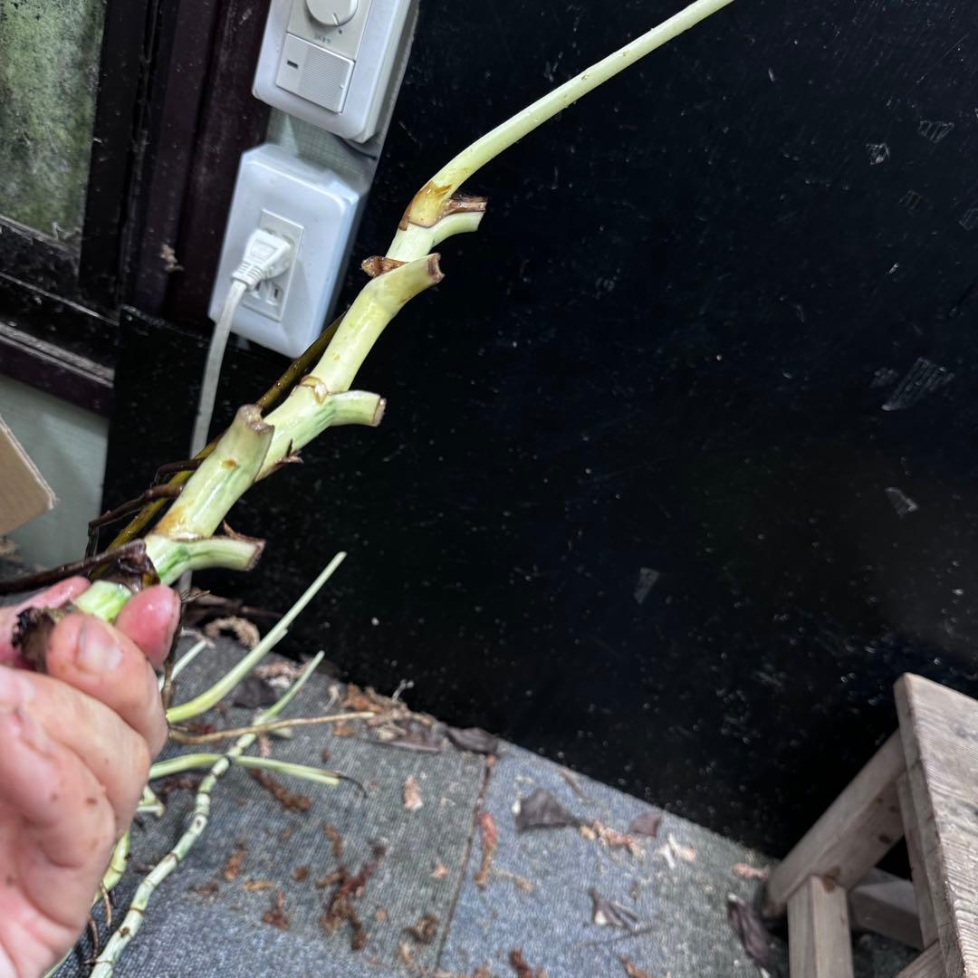 斑入りモンステラホワイトタイガー茎8株おまとめ - メルカリ