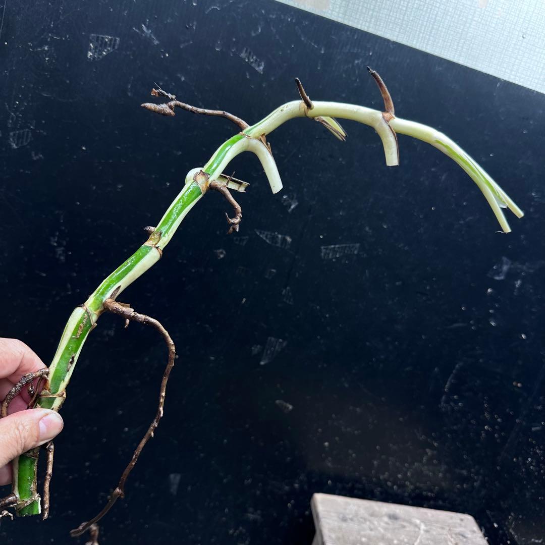 斑入りモンステラホワイトタイガー茎8株おまとめ - メルカリ