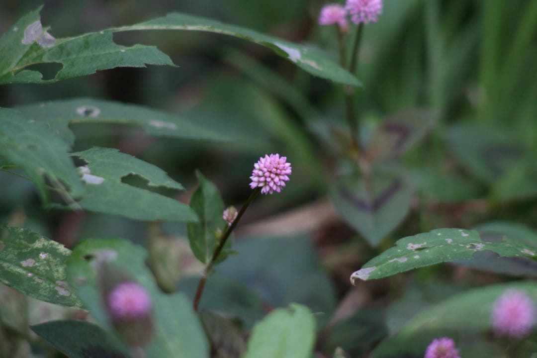 PENTAX K-m CCDデジタル一眼 FA28-80 レンズ付 動作品 デジタルカメラ