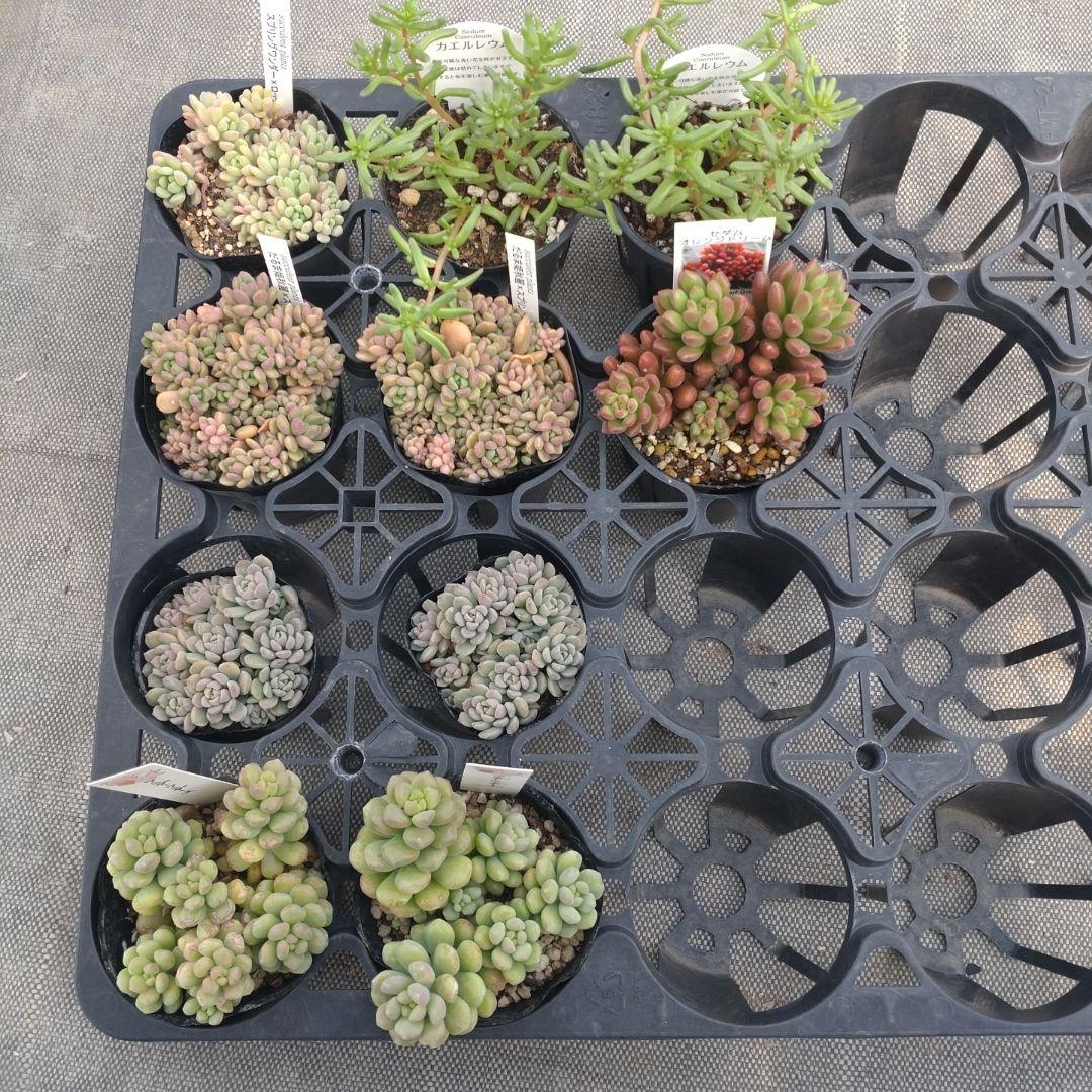 こちゃひさん専用