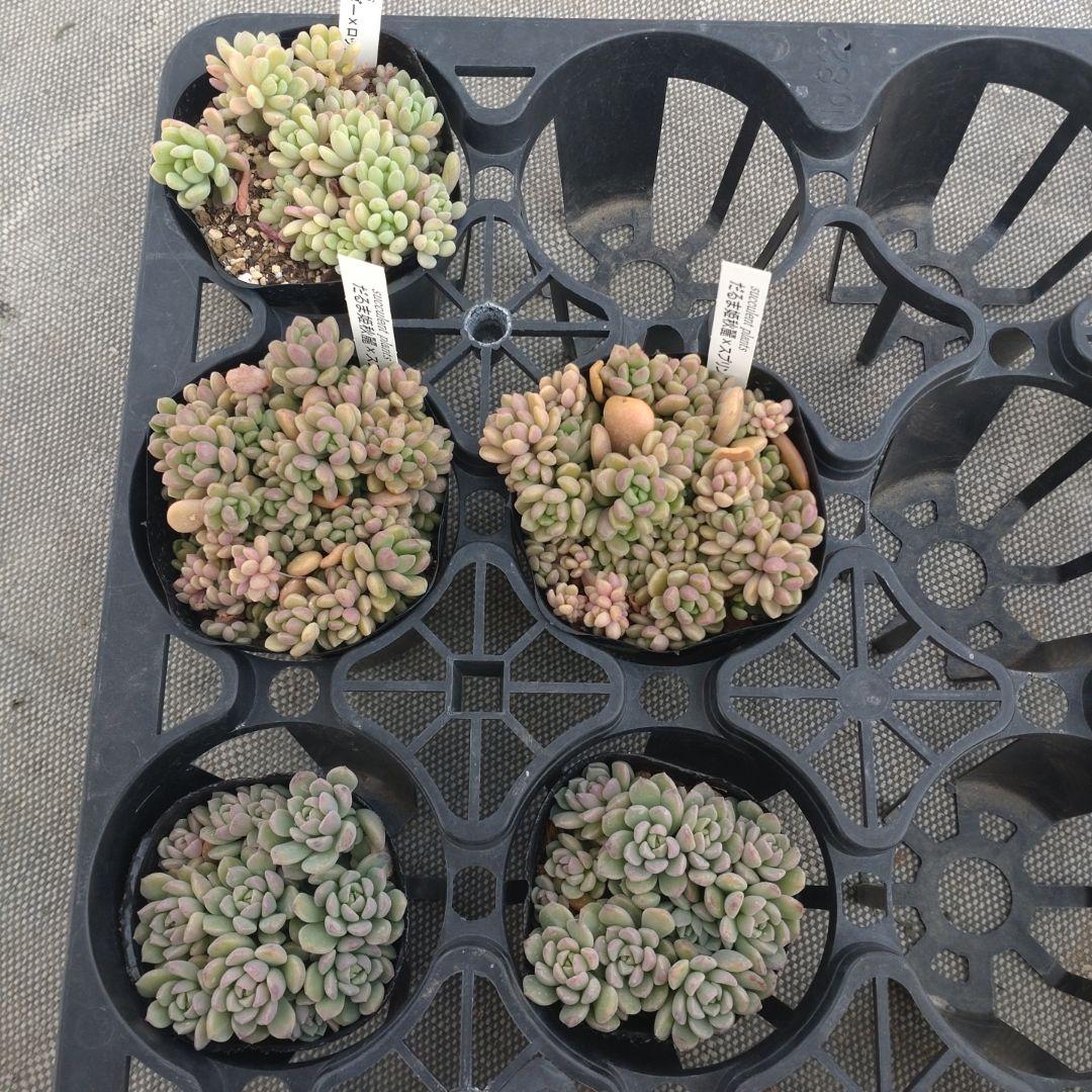 こちゃひさん専用