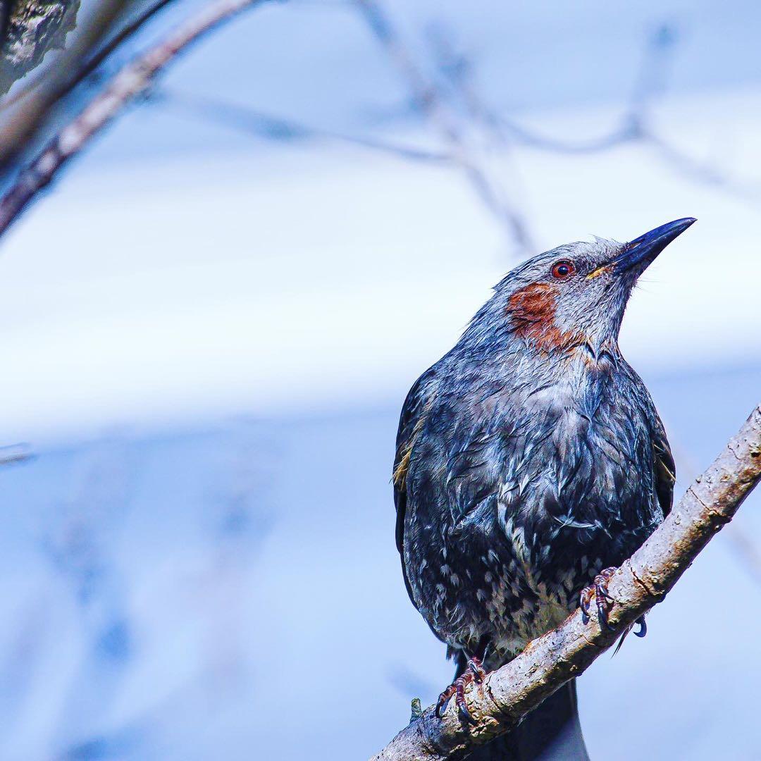 レンズ(ズーム) SONY 70-300mm F4.5-5.6 G SSM II