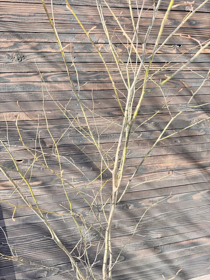 クロモジ/大株立ち《山採り/天然株》【現品発送】管理70962