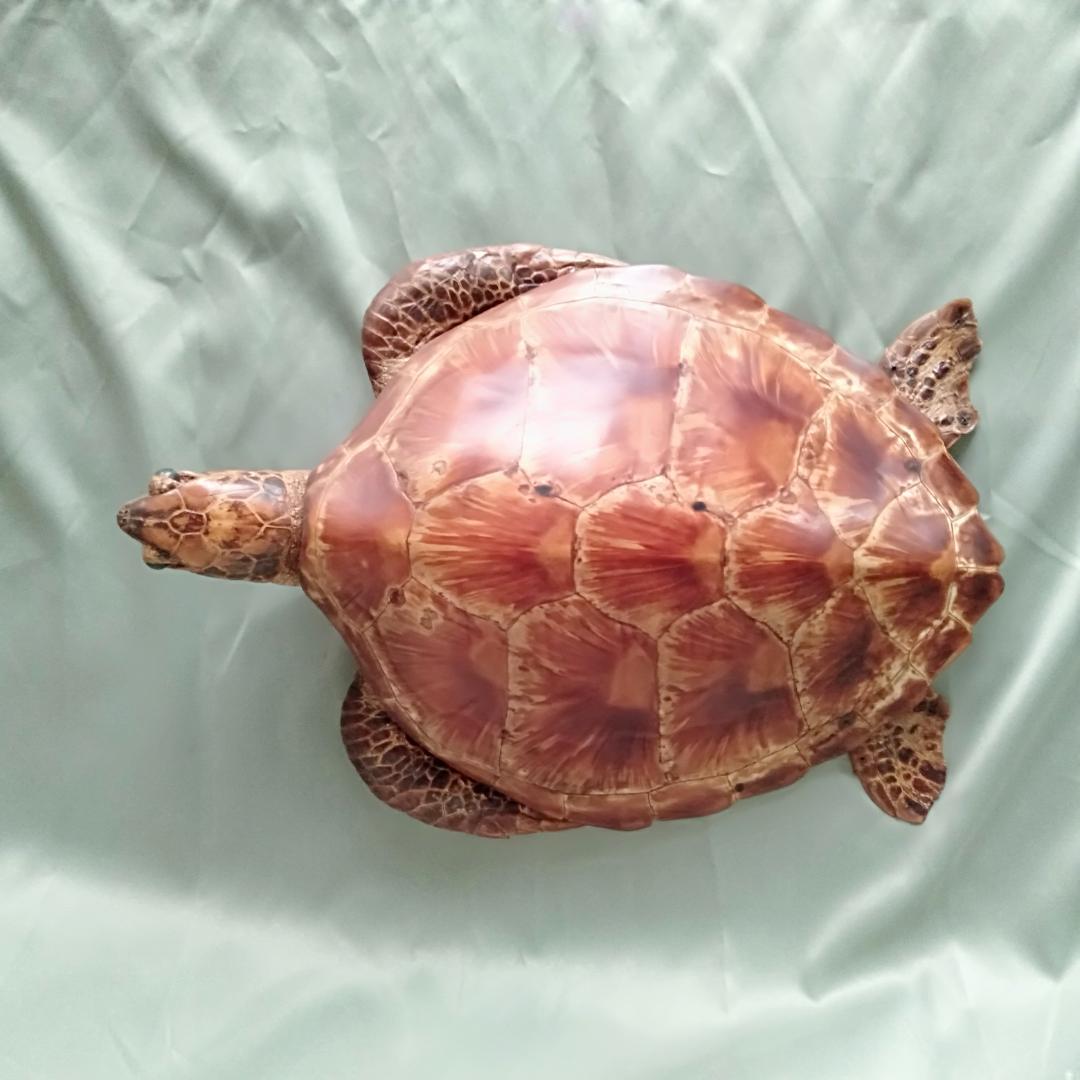 アオウミガメ剥製 「国際希少野生動植物登録票」つき - メルカリ