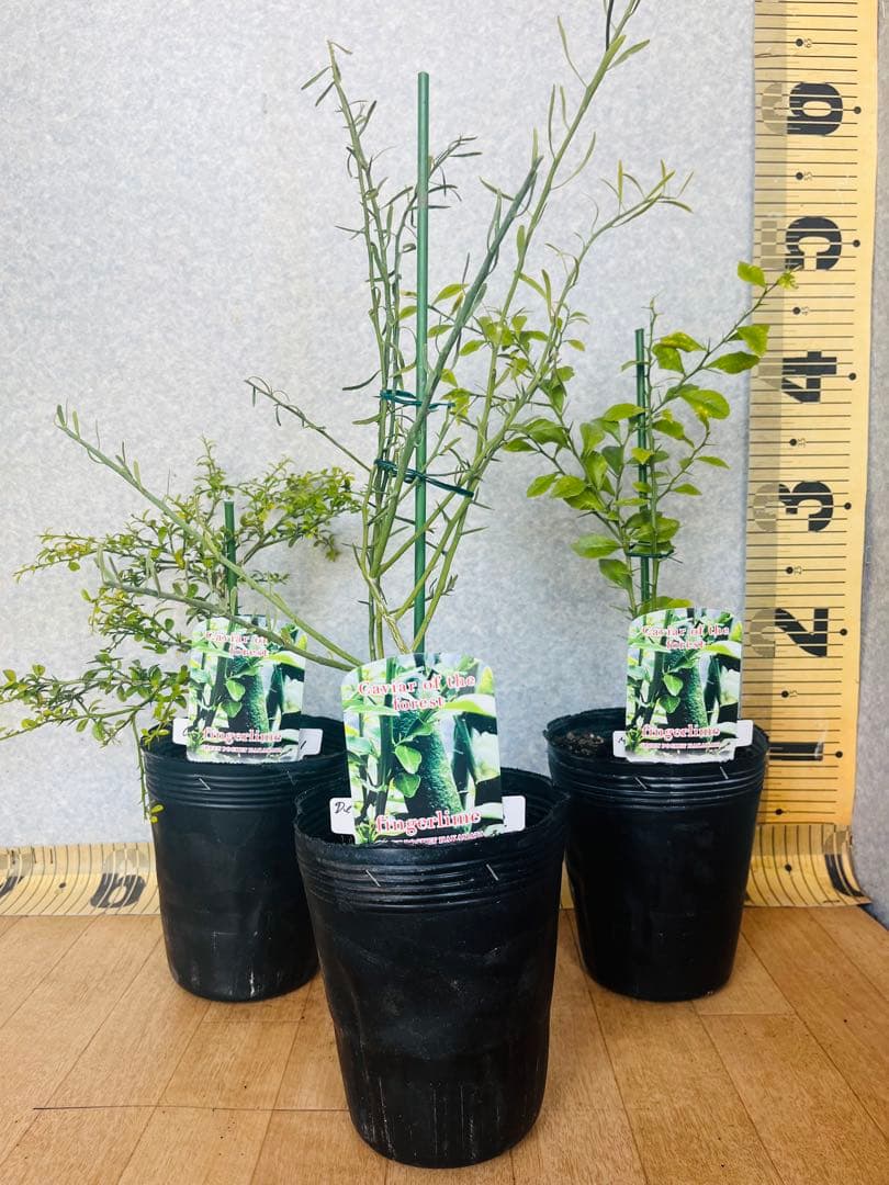 柑橘2年生 フィンガーライム接木苗／苗 3鉢セット 撮影品発送 - メルカリ