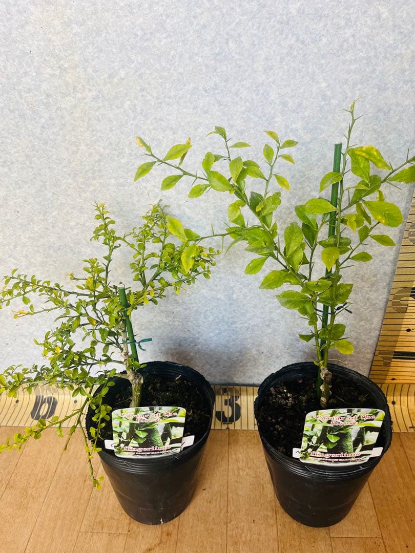 柑橘2年生 フィンガーライム接木苗／苗 3鉢セット 撮影品発送 - メルカリ