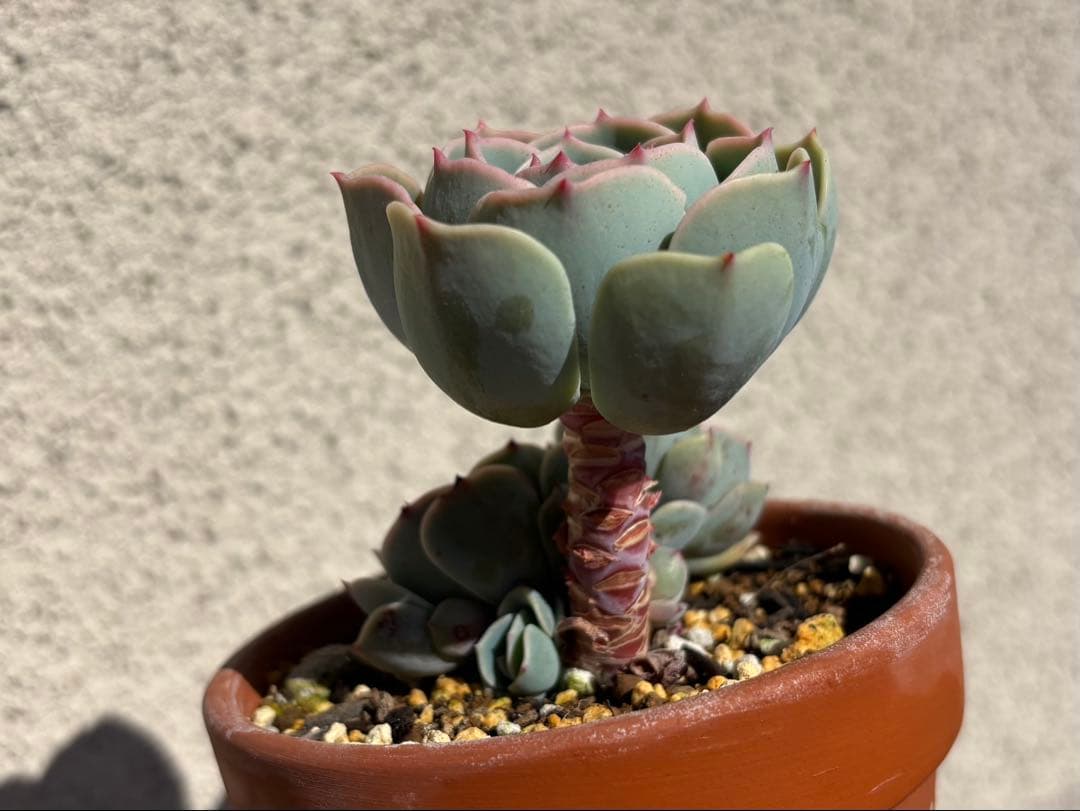 匿名配送】七福神 エケベリア 子株が周りにあります 3号テラコッタ鉢