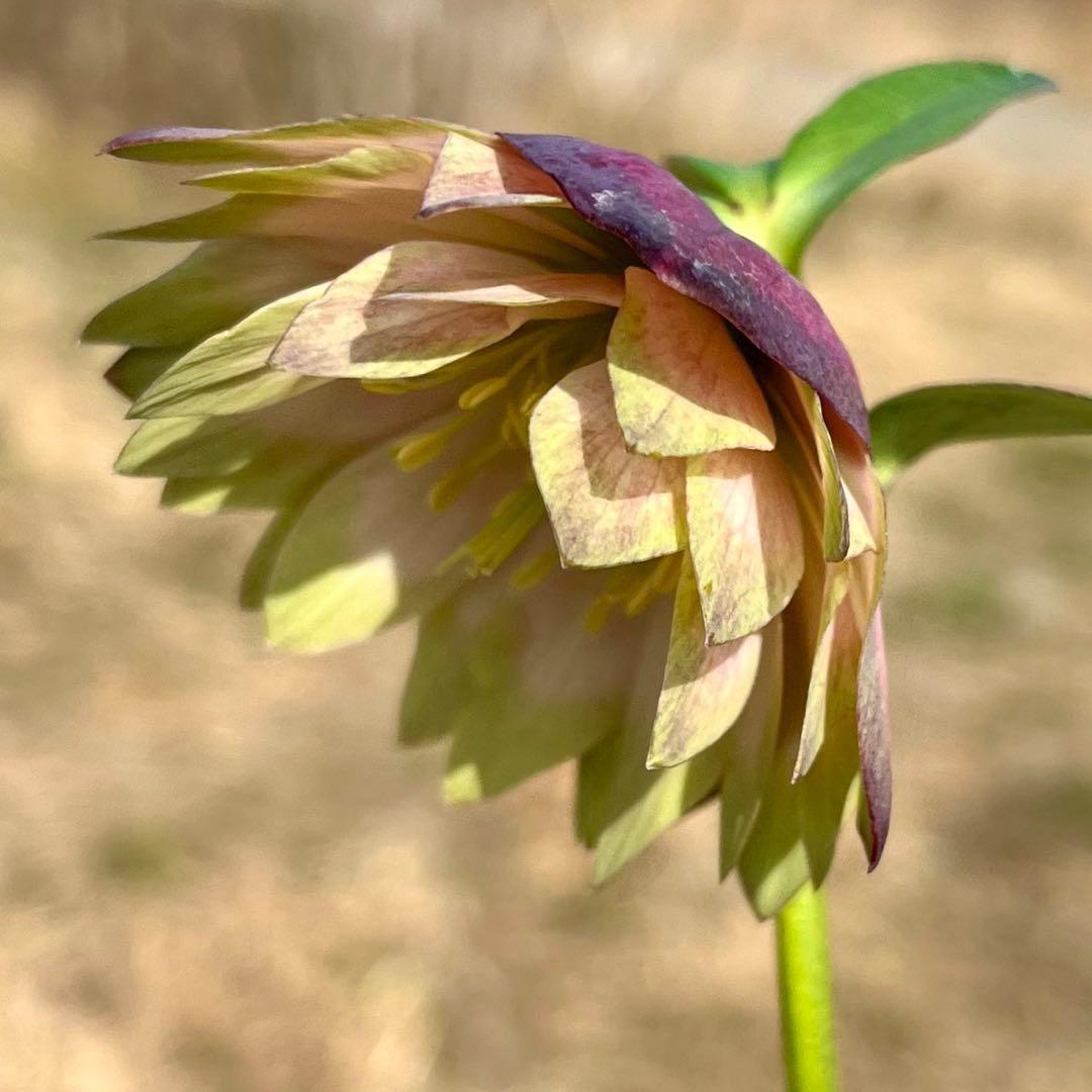 i*u様 ☘️蕾付き☘️3304⭐️超希少⭐️アンティークピエラ⭐️