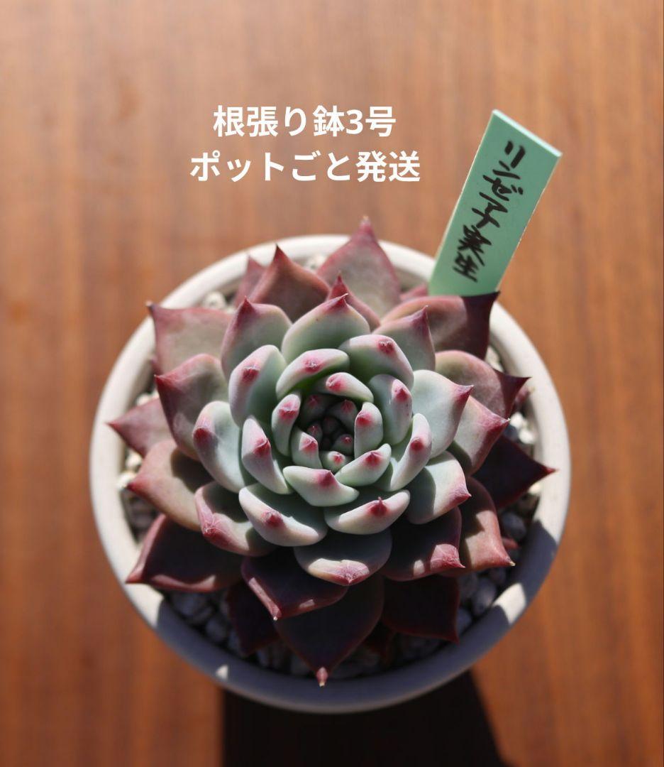 ち*ん様 リンゼアナ実生　おらいさん苗