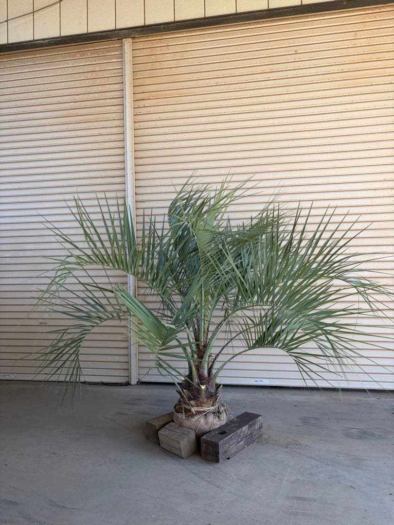 ココスヤシ　根鉢上から150cm ココスヤシ 根鉢上から150cm