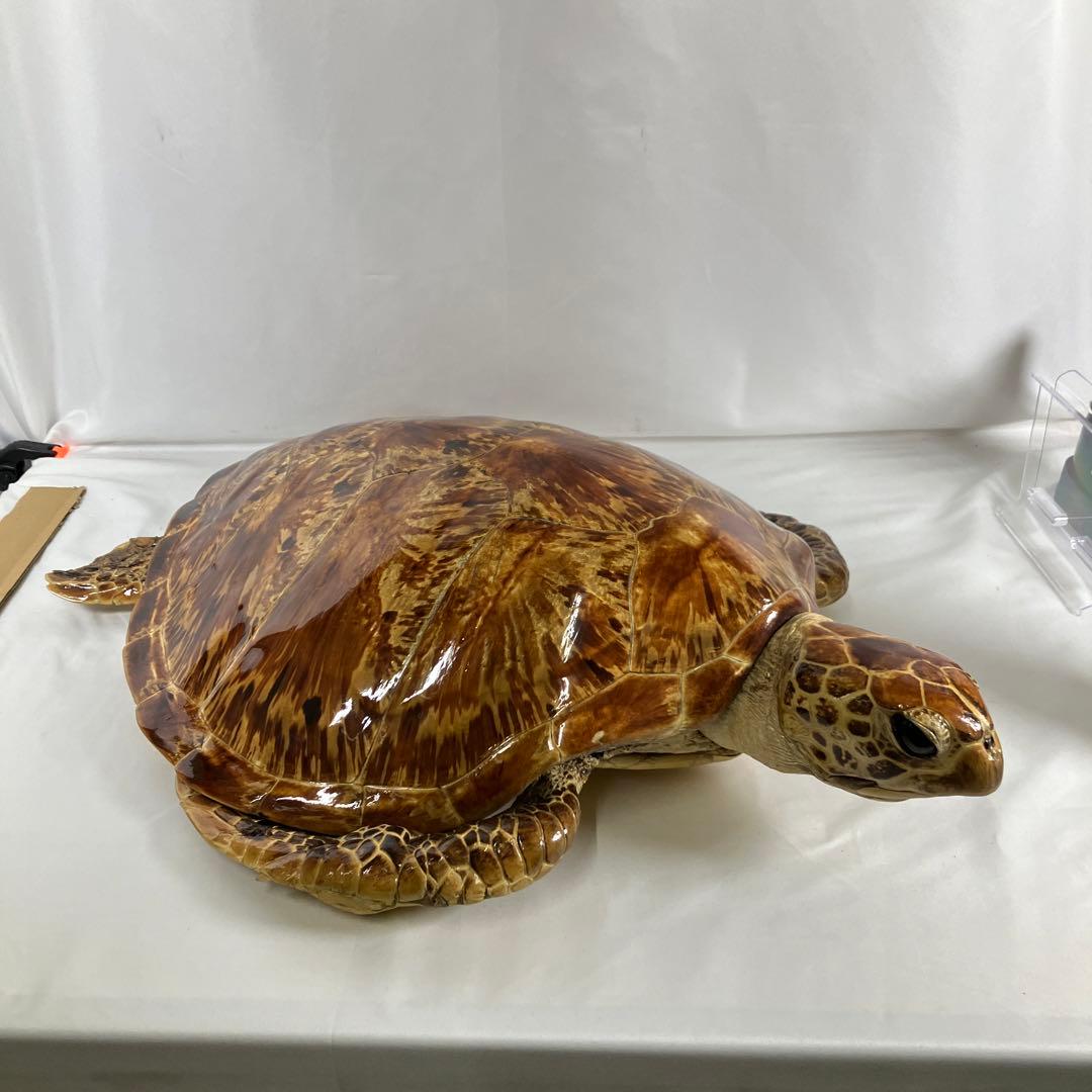 アオウミガメ剥製〔国際希少生動植物類登録票ありや〕 - メルカリ