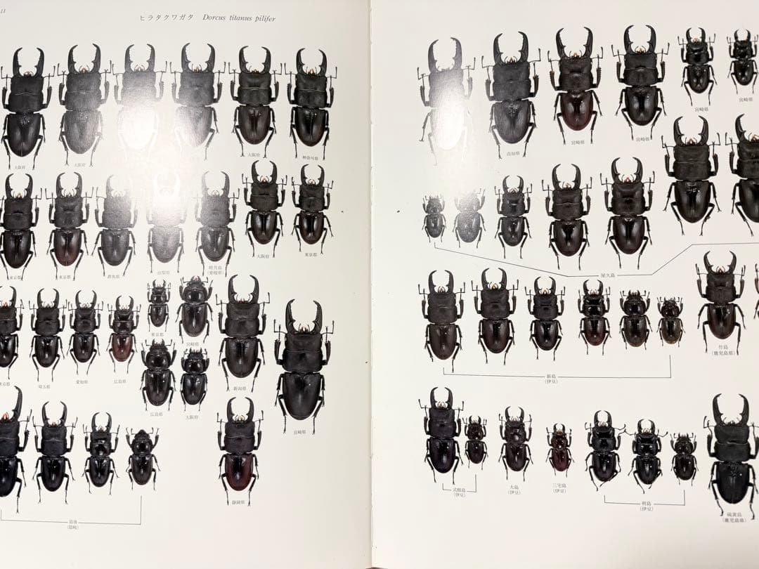 日本産クワガタムシ大図鑑 希少本 - メルカリ