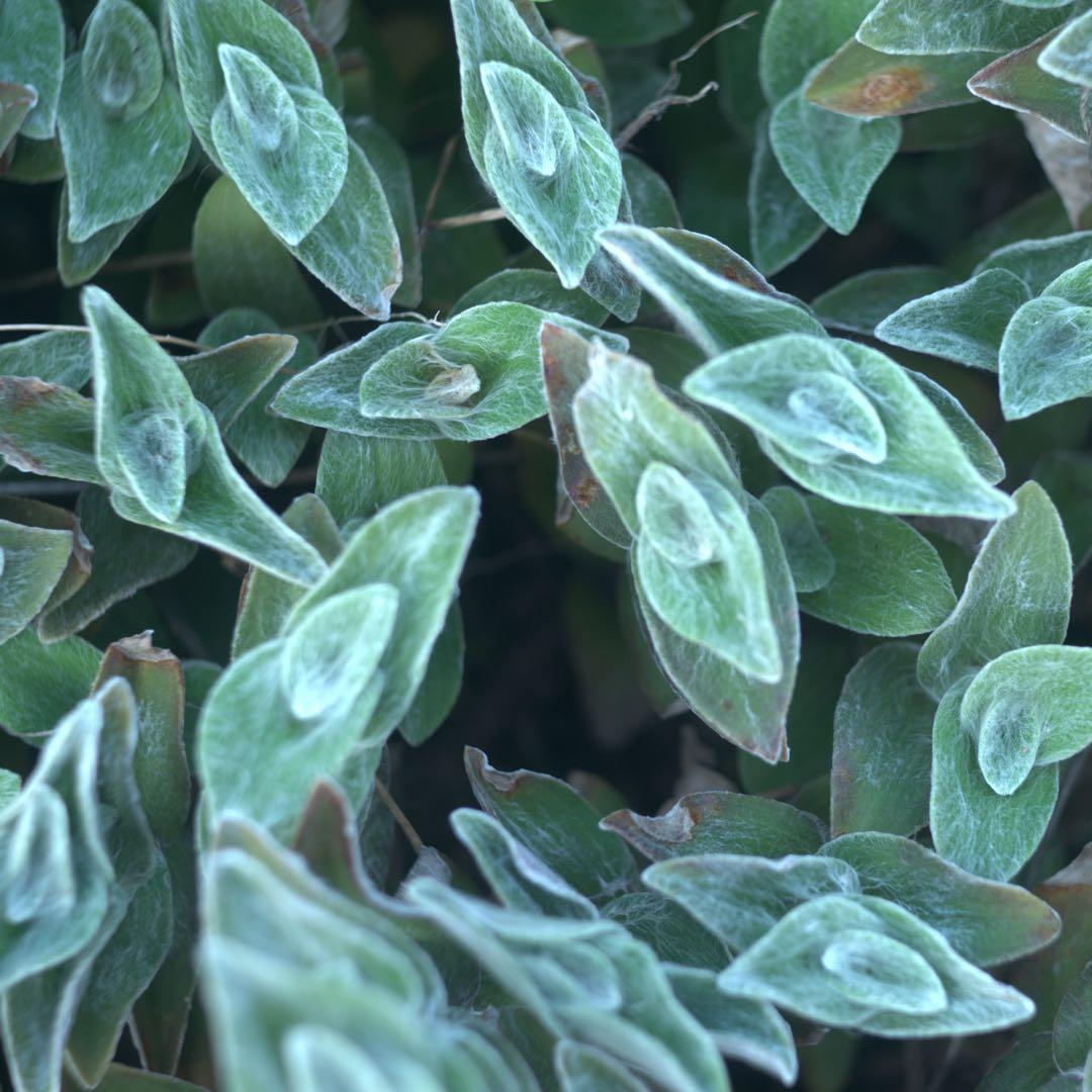 東京光学　Toko 3.5 7.5cm トリプレットの銘レンズ❗️